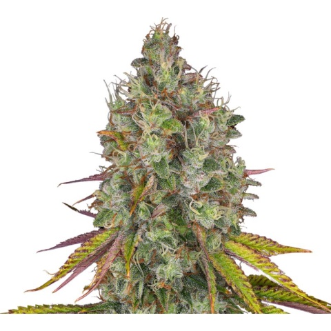 Obama Kush Cannabis Seeds