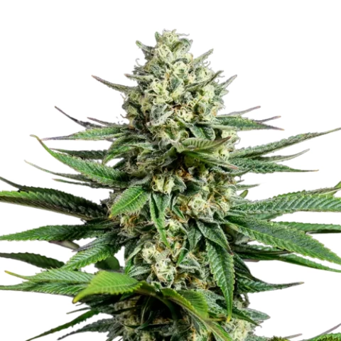 Opal OG Kush Cannabis Seeds