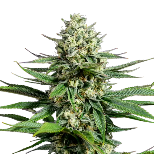 Opal OG Kush Cannabis Seeds