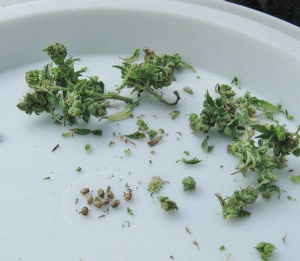 Optimal Method for Seed Removal