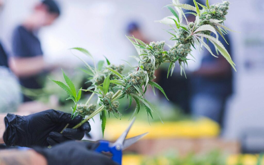 Optimizing Harvest Timing for Medical Cannabis Cultivation