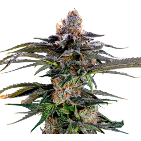 Orange Kush Cannabis Seeds