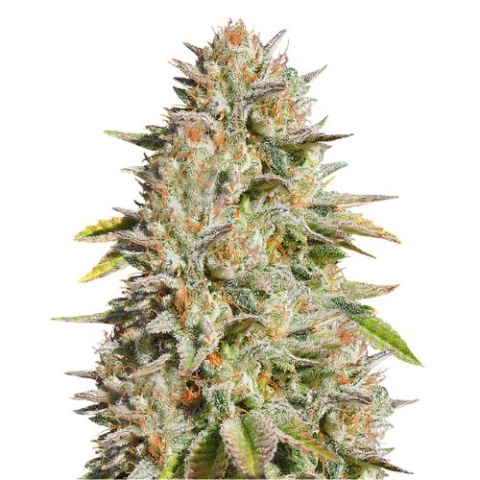 Original Glue Cannabis Seeds