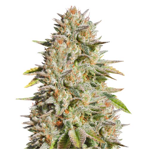 Original Glue Cannabis Seeds
