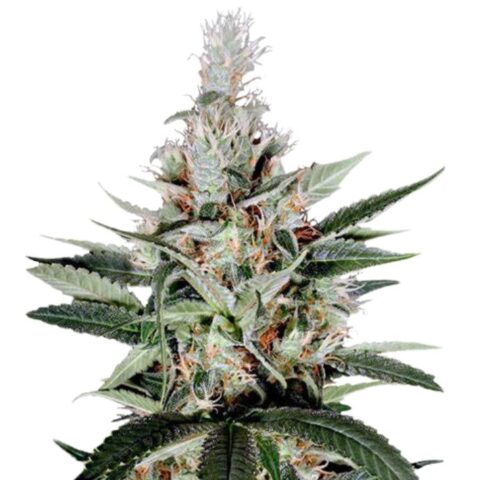 Ortega Cannabis Seeds