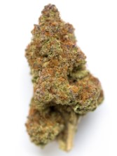 Outdoor Cannabis Seeds That Finish in 8 10 Weeks d