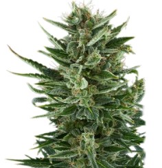 Outdoor Cannabis Seeds That Finish in 8 10 Weeks e