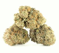 Outdoor Cannabis Seeds That Finish in 8 10 Weeks f