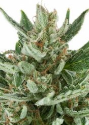 Outdoor Cannabis Seeds That Finish in 8 10 Weeks g