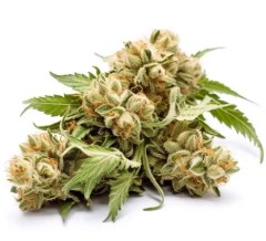Outdoor Cannabis Seeds That Finish in 8 10 Weeks h