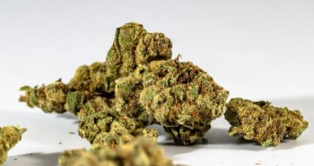 Outdoor Cannabis Seeds That Finish in 8 10 Weeks i