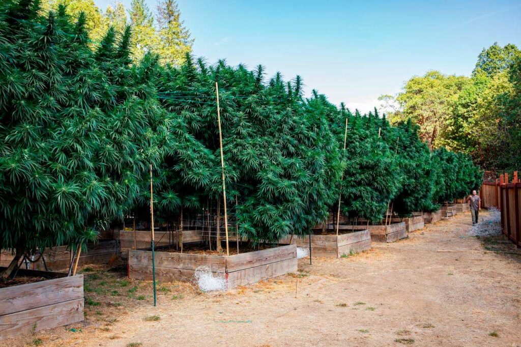 Outdoor Cultivation