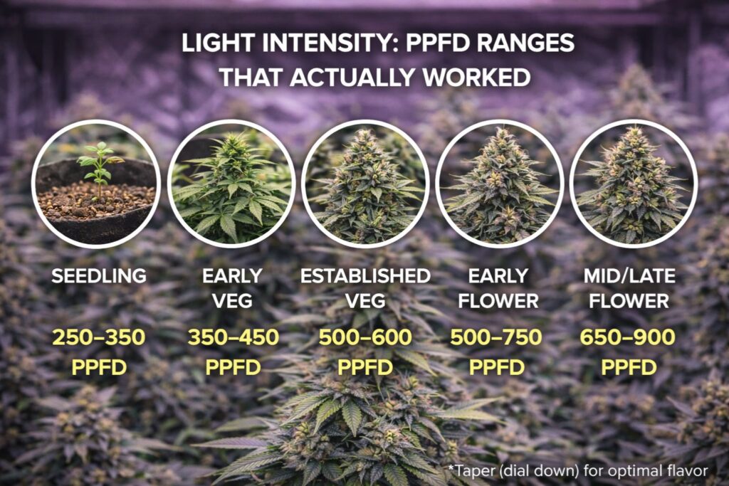 PPFD ranges that actually worked