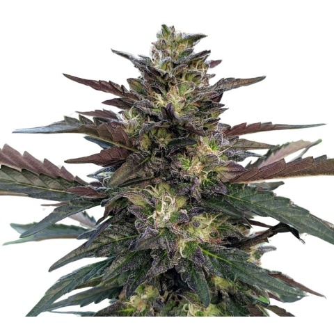 Pakistan Valley Kush Cannabis Seeds
