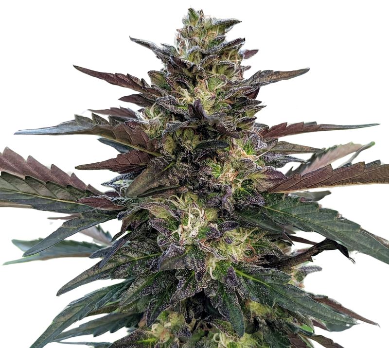 Pakistan Valley Kush Cannabis Seeds