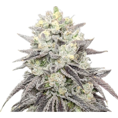 pakistani chitrAL KUSH CANNABIS SEEDS