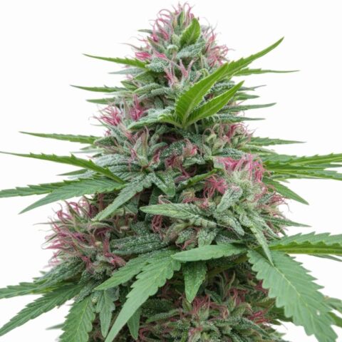 Panama Cannabis Seeds