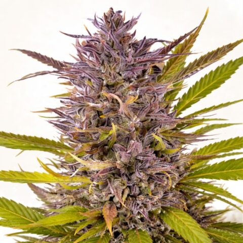 Peanut Butter Gelato Cannabis Seeds