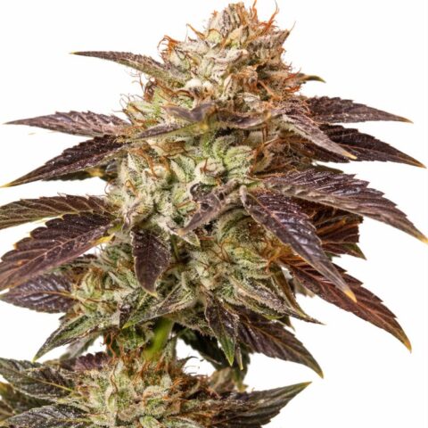 Petrolia Headstash cannabis seeds