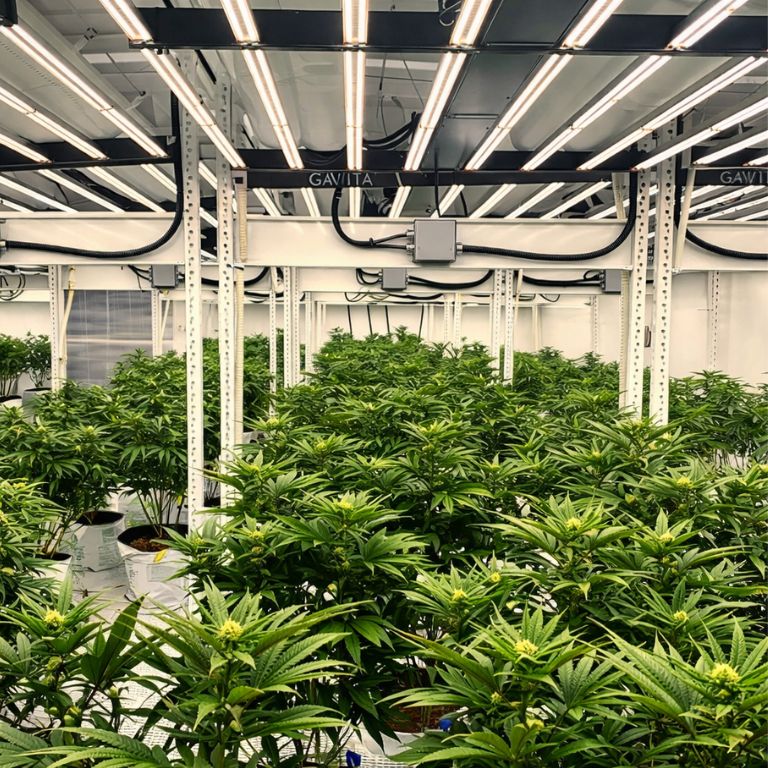 Petrolia Headstash Grow Room