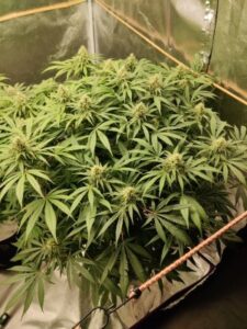 Peyote Cookies Cannabis Seeds