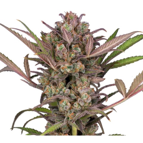 Phantom Cookies Cannabis Seeds