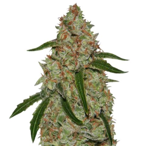 Phantom OG Cannabis Seeds