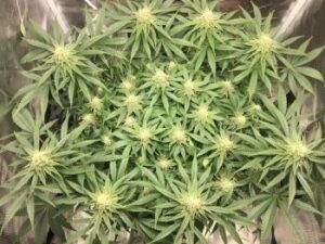Phantom Cookies Cannabis Seeds