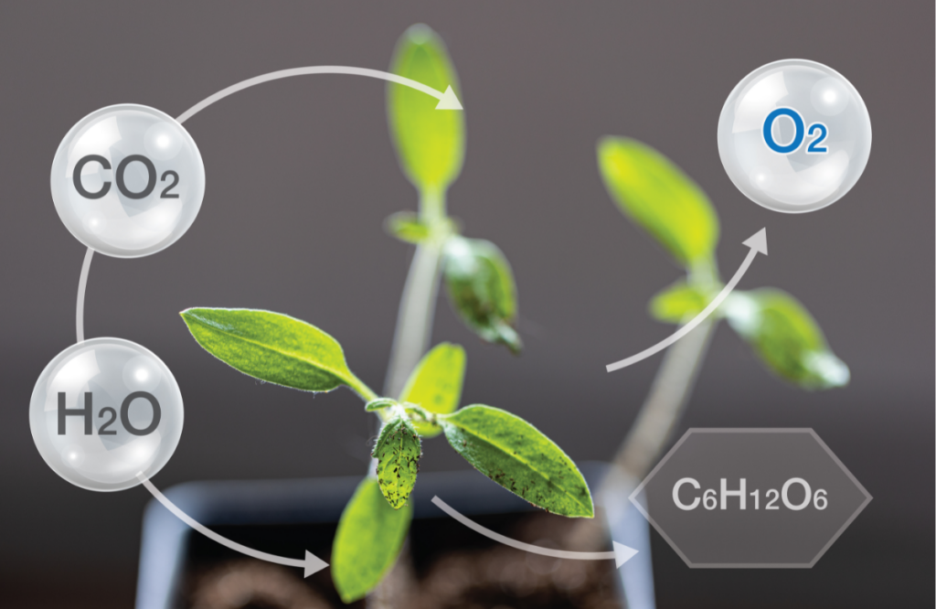 Understanding the Role of CO2 in Cannabis Growth