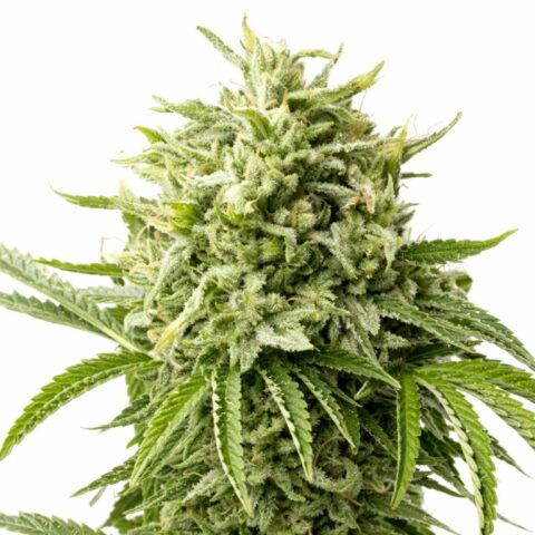 Pinchers Creek cannabis seeds