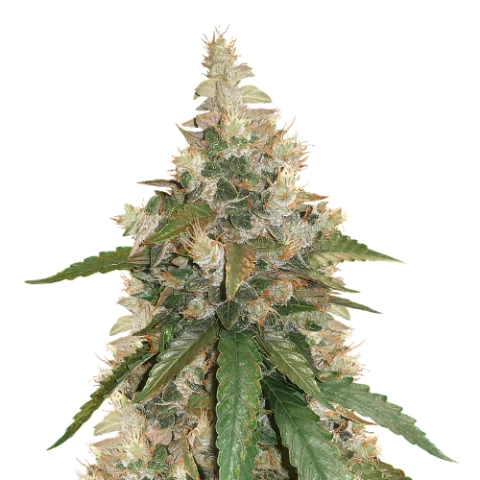 Pine Tar Kush Cannabis Seeds
