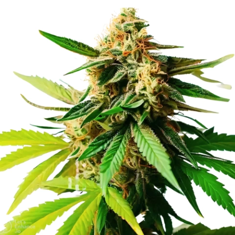 Pineapple Diesel Cannabis Seeds