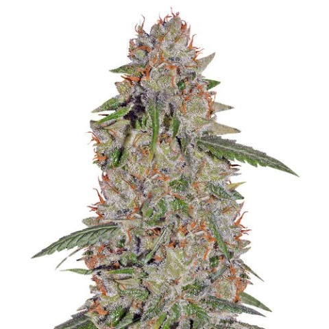 Pineapple Express Cannabis Seeds