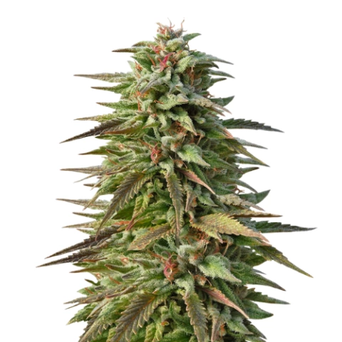 Pineapple Kush Cannabis Seeds