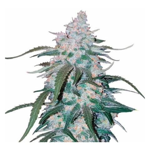 Pineapple Thai Cannabis Seeds