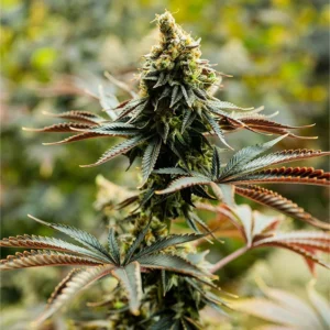 Pink Mango Cannabis Seeds