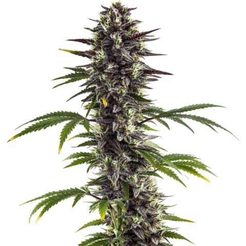 Platinum Bubba Cannabis Seeds