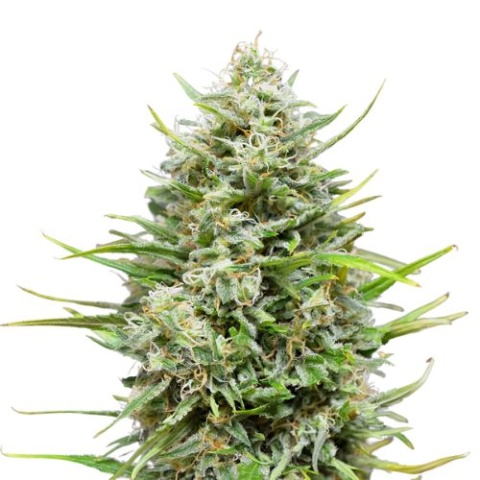 Platinum Kush cannabis seeds
