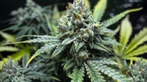 Platinum Kush Cannabis Seeds