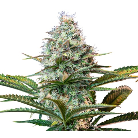Platinum OG Cannabis Seeds