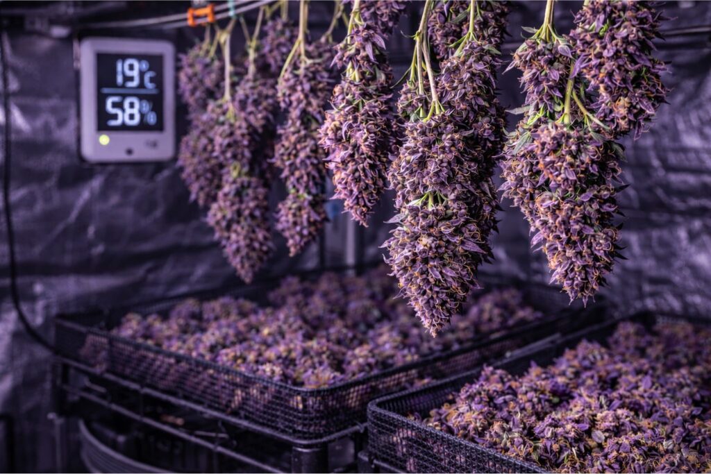 cannabis seed germination