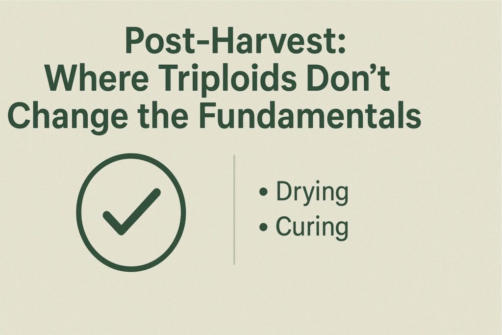 triploid autoflower development