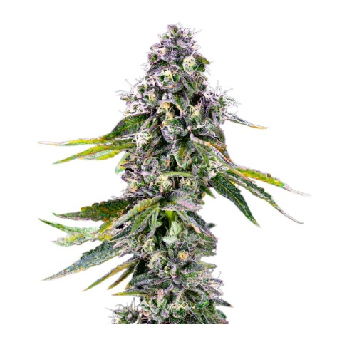 pot of gold cannabis seeds