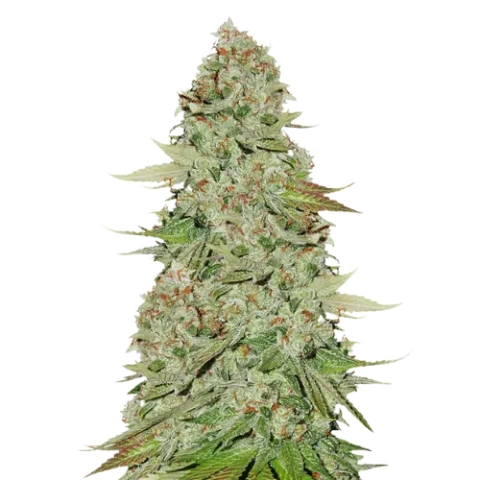 Power Kush cannabis seeds
