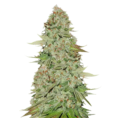 Power Kush cannabis seeds