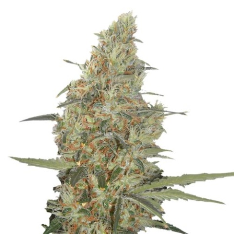 Power Plant cannabis seeds