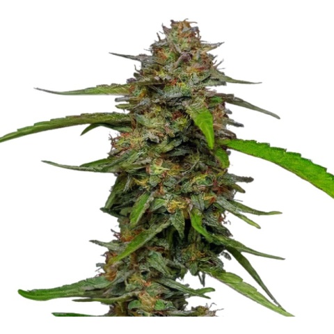 Puna Budder Cannabis Seeds