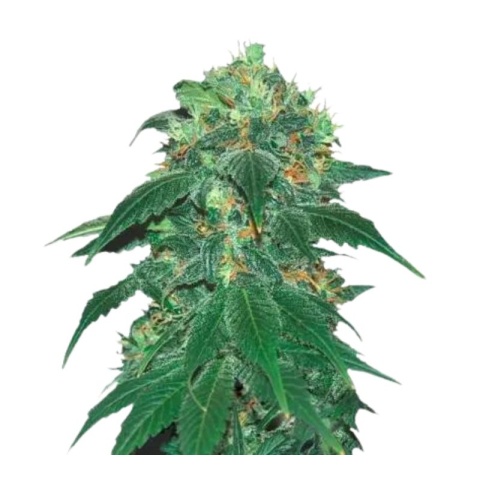 Punky Lion cannabis seeds