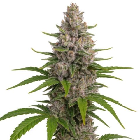 Close-up of a Pure Kush cannabis plant with dense frosty buds and green leaves on a white background.