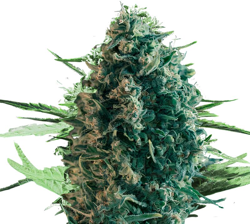 Pure Power Plant Cannabis Seeds